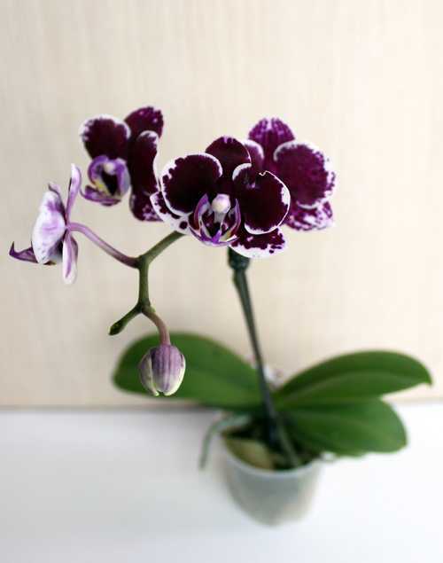 Орхидея эпидендрум: уход в домашних условиях, виды, пересадка и размножение