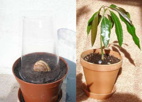 Как вырастить манго в домашних условиях из косточки: тонкости и этапы