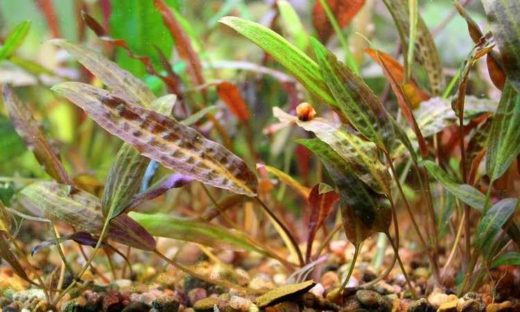 Криптокорина — неприхотливое декоративное растение для объемных аквариумов Какие ее сорта подходят для культивирования в искусственных водоемах, как за ними