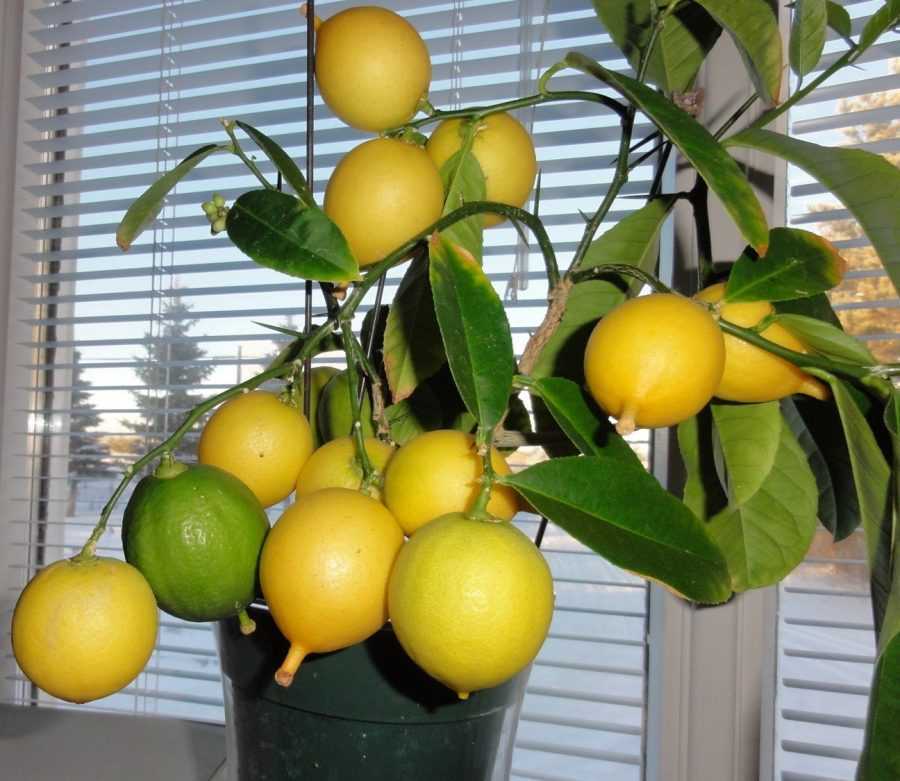 Комнатный лимон уход за его здоровьем (поливка, зимовка, удобрения)