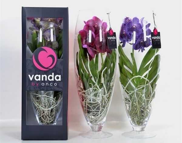 Как сохранить срезанные орхидеи: уход за букетом - проект "цветочки" - для цветоводов начинающих и профессионалов