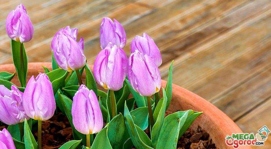 Тюльпаны: выращиваем по-настоящему королевский цветок