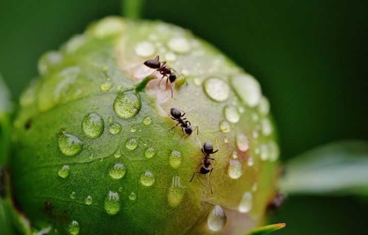 Как избавиться от муравьев на участке — способы борьбы с муравьями