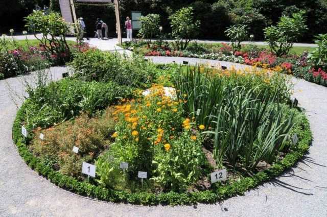 Уроки садового цветоводства: как выращивать цветы на земельном участке - все курсы онлайн