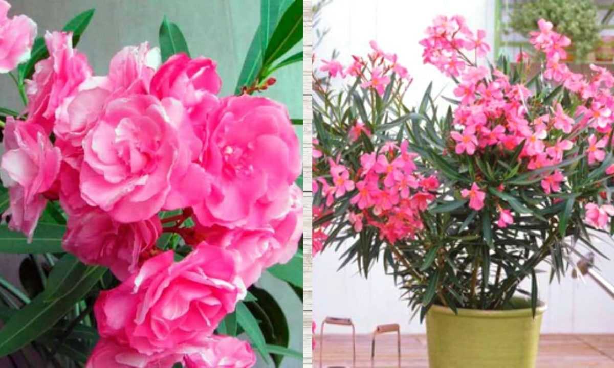 Олеандр фото цветка, уход в домашних условиях, цветение комнатного олеандра, условия выращивания