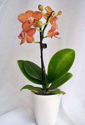 Орхидея аскоцентрум: уход в домашних условиях, пересадка