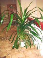Тюльпановое дерево - фото спатодеи, уход в домашних условиях, выращивание из семян, болезни