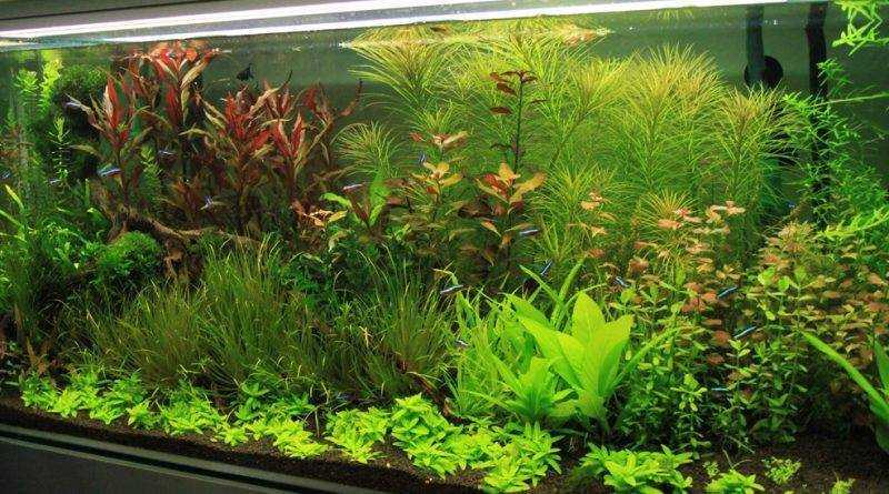 Выбираем растения для пруда, обзор растений, используемых для оформления искусственного водоёма