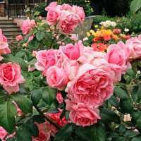 Укоренение розы из букета – один из самых доступных способов размножения этого цветка Соблюдая рекомендации специалистов, успеха может добиться даже начинающий