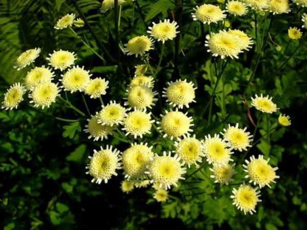 ✅ как называются цветы, похожие на ромашки: разноцветные, многолетние - tehnomir32.ru