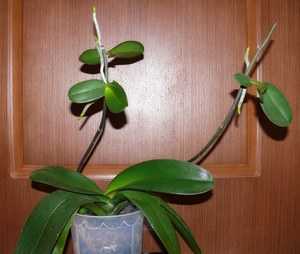 Как подрезать орхидею после цветения правильно, инструкция с видео