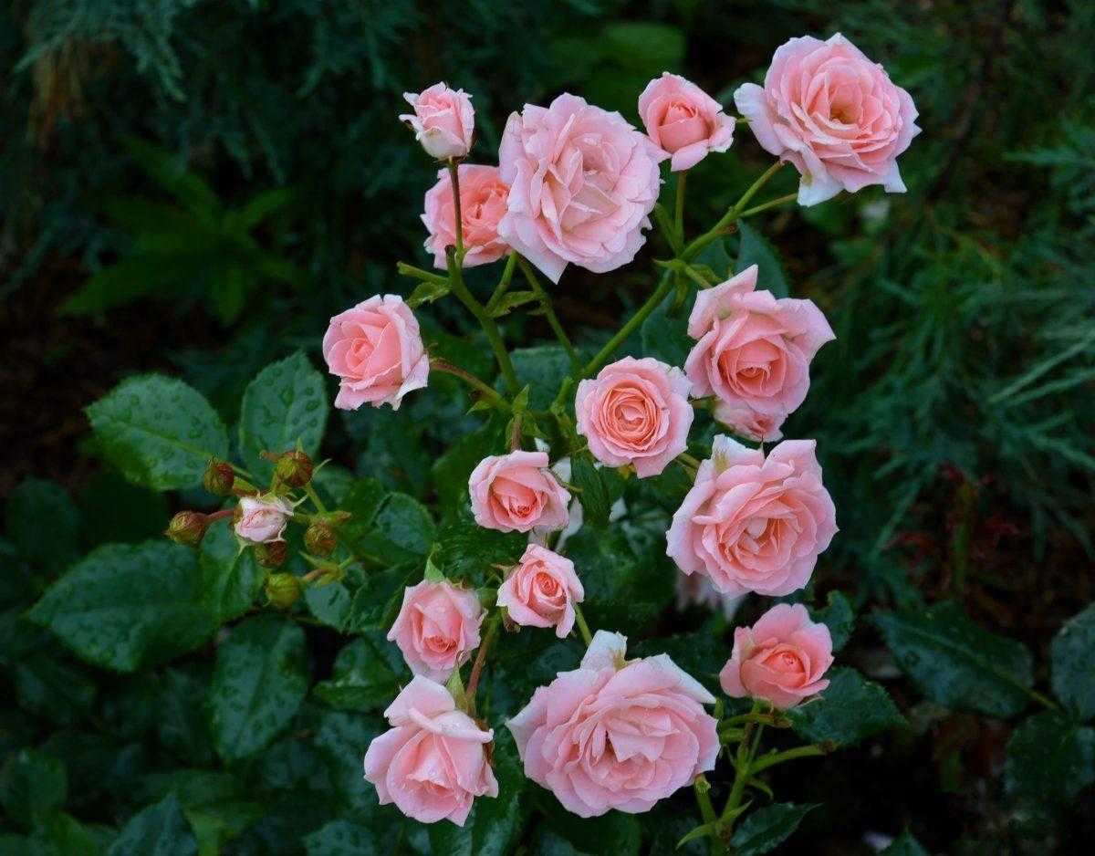 Розы на штамбе: как выбрать, куда посадить, как ухаживать - огород, сад, балкон - медиаплатформа миртесен