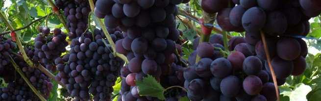 Черенки винограда - как укоренить черенки винограда весной в воде, правила проращивания