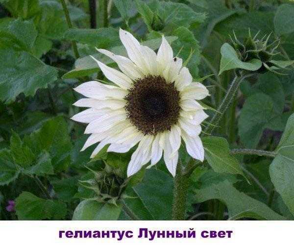 Цветы похожие на подсолнухи - дневник садовода rest-dvor.ru