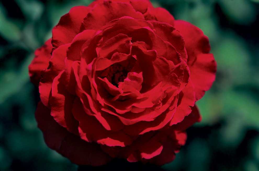 Плетистая роза «дон жуан»: описание сорта, особенности посадки и ухода