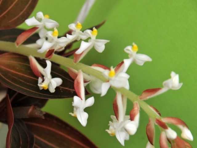 Драгоценная орхидея лудизия и другие блистательные крохи
