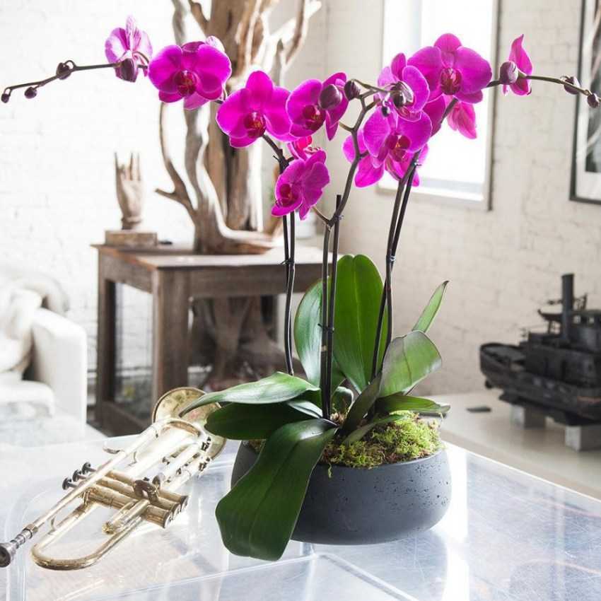 Пересадка орхидеи в домашних условиях – пошаговая инструкция с фото и правила пересадки старого растения или детки, общие советы по дальнейшему уходу