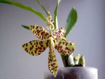 Орхидея камбрия – уход в домашних условиях. выращивание камбрии, пересадка и размножение. описание, виды. фото