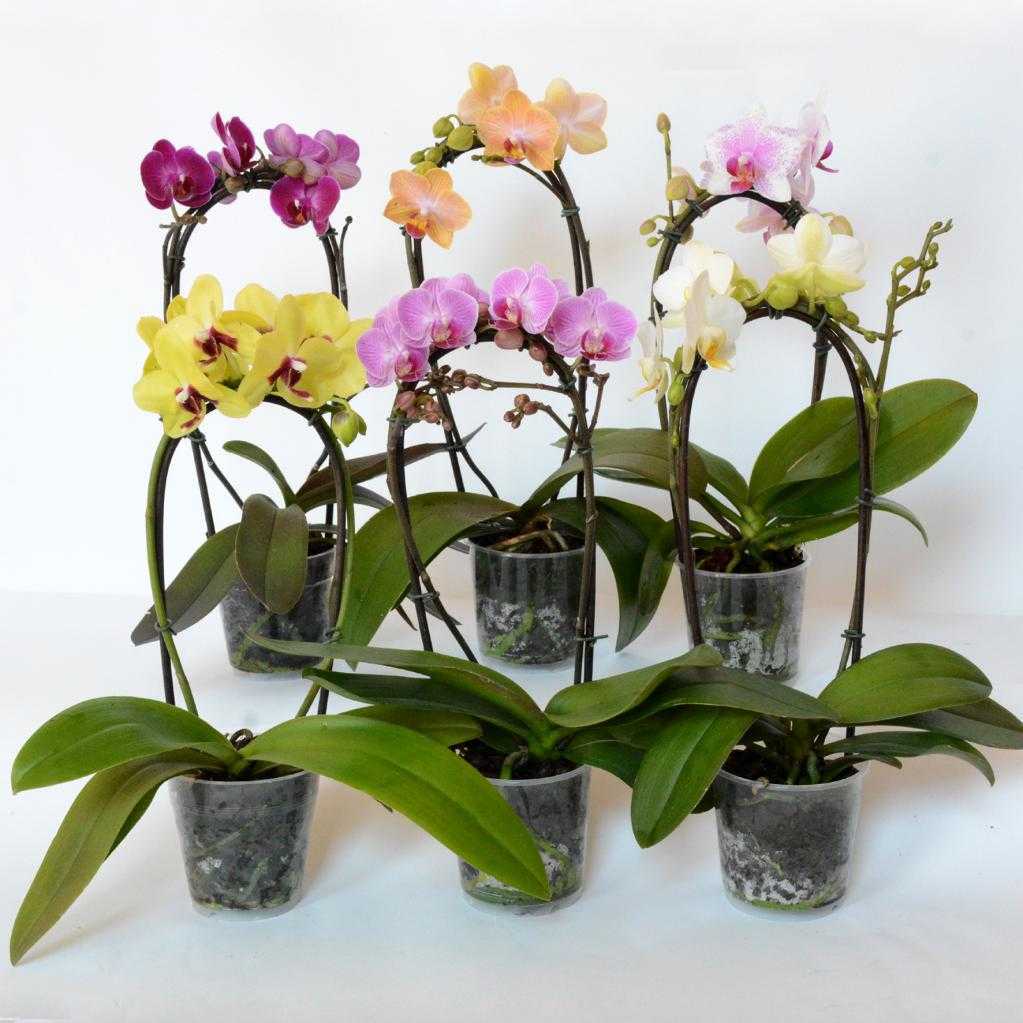Болезни орхидей фаленопсис и их лечение с фото, а также вредители: обработка фитоспорином, видео про уход в домашних условиях, и что делать, если цветок замерз