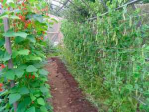 Выращивание семян гороха: отбор и посадка семян в открытый грунт, уход за ростками, подкормка кустов