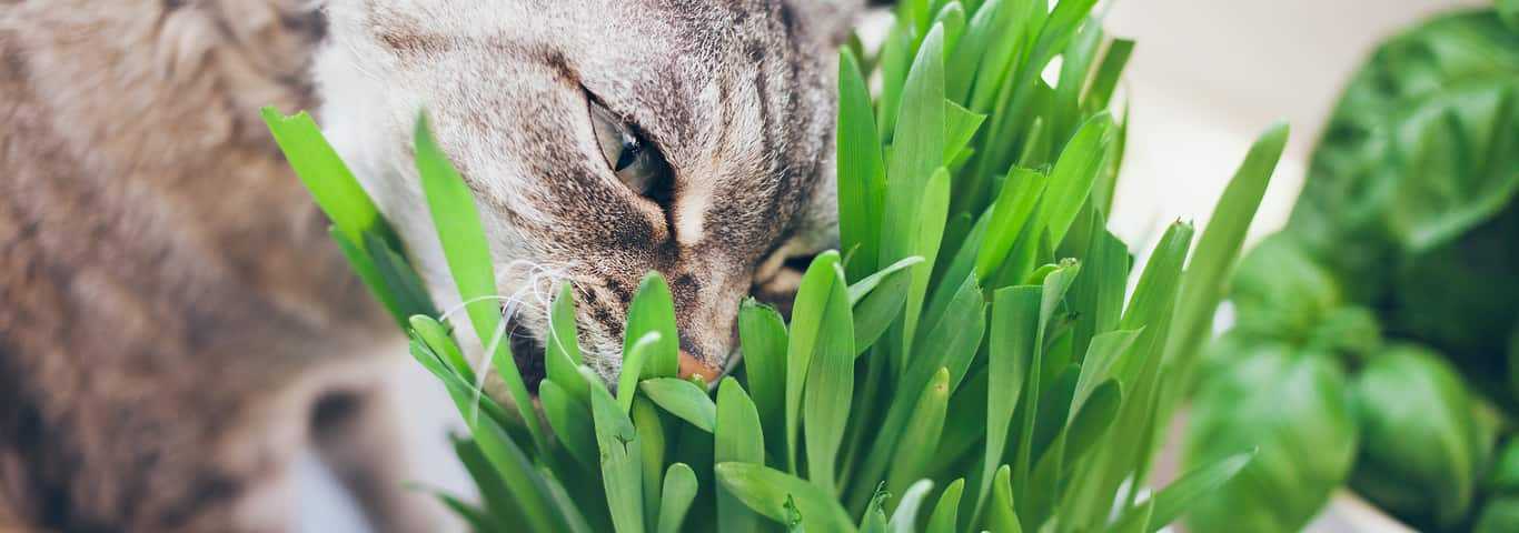 Как посадить и вырастить котовник в саду