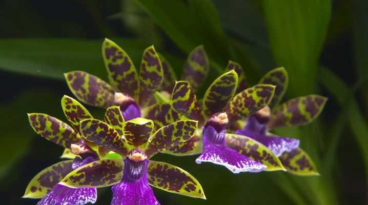 Орхидея зигопеталум: уход в домашних условиях. полезные советы для начинающих цветоводов