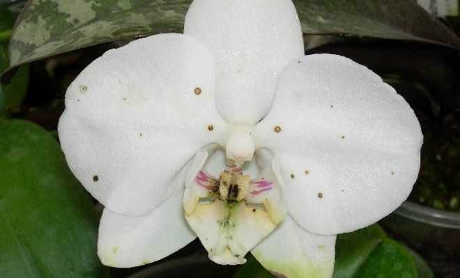 Болезни орхидей и их лечение, подробно с фото. | образцовая усадьба