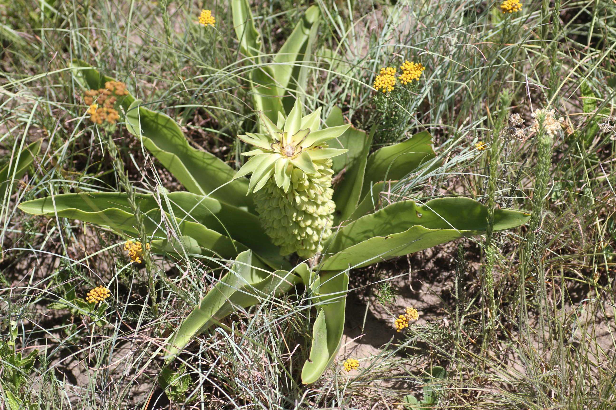 Эукомис: виды, выращивание в открытом грунте, фото цветка