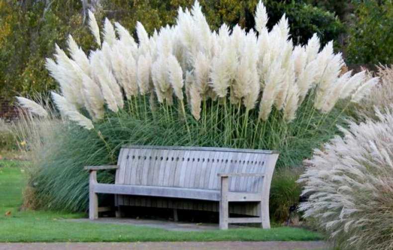 Пампасная трава (кортадерия): описание и выращивание из семян