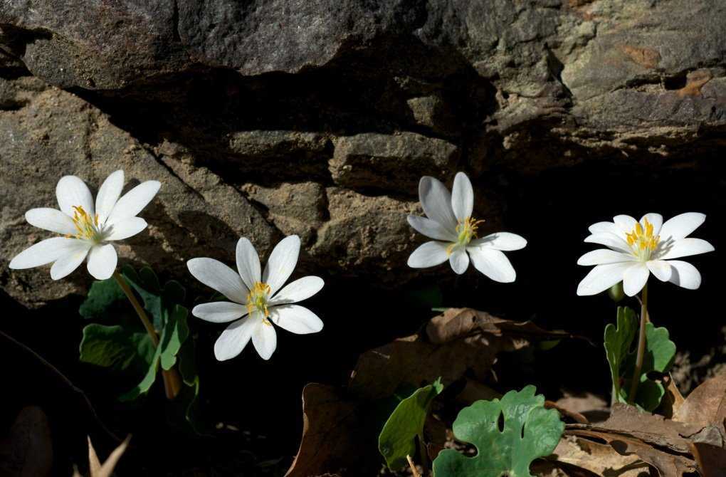 Нерина: фото цветка, посадка, выращивание и уход в открытом грунте