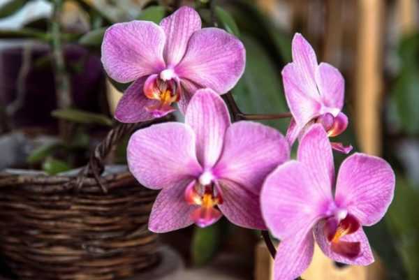 Инструкция, как пересадить отросток орхидеи в домашних условиях