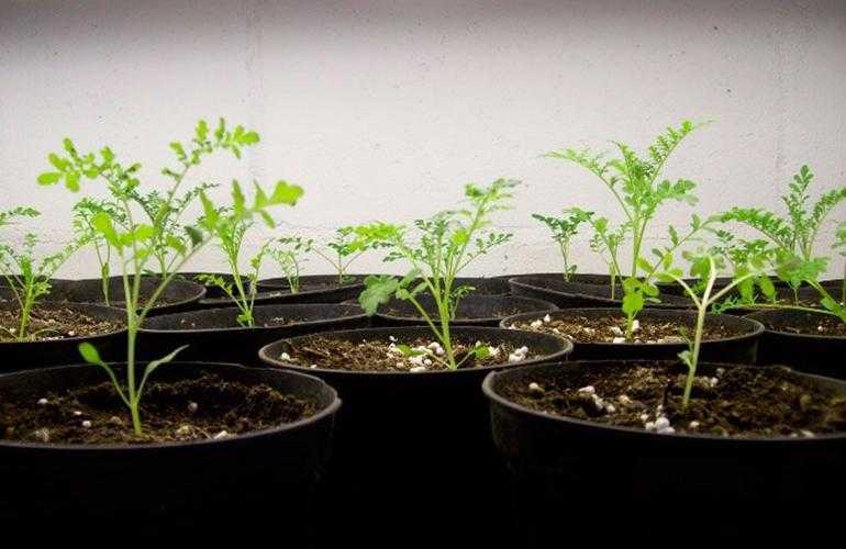 Схизантус – посадка и уход в открытом грунте, выращивание из семян
