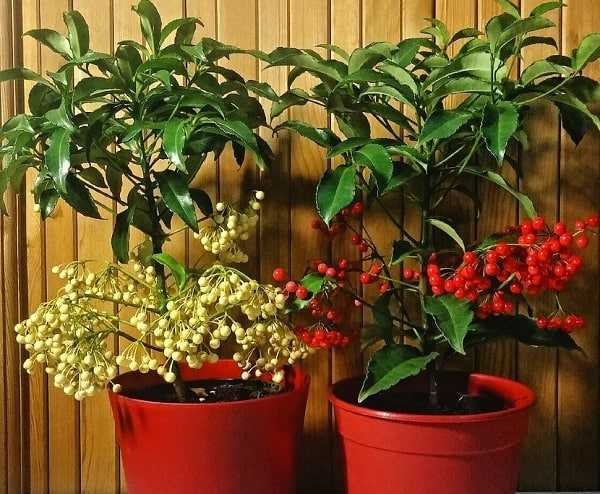 Ардизия в домашних условиях: уход и выращивание растения