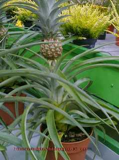Как цветет ананас: 105 фото и видео как посадить в домашних условиях