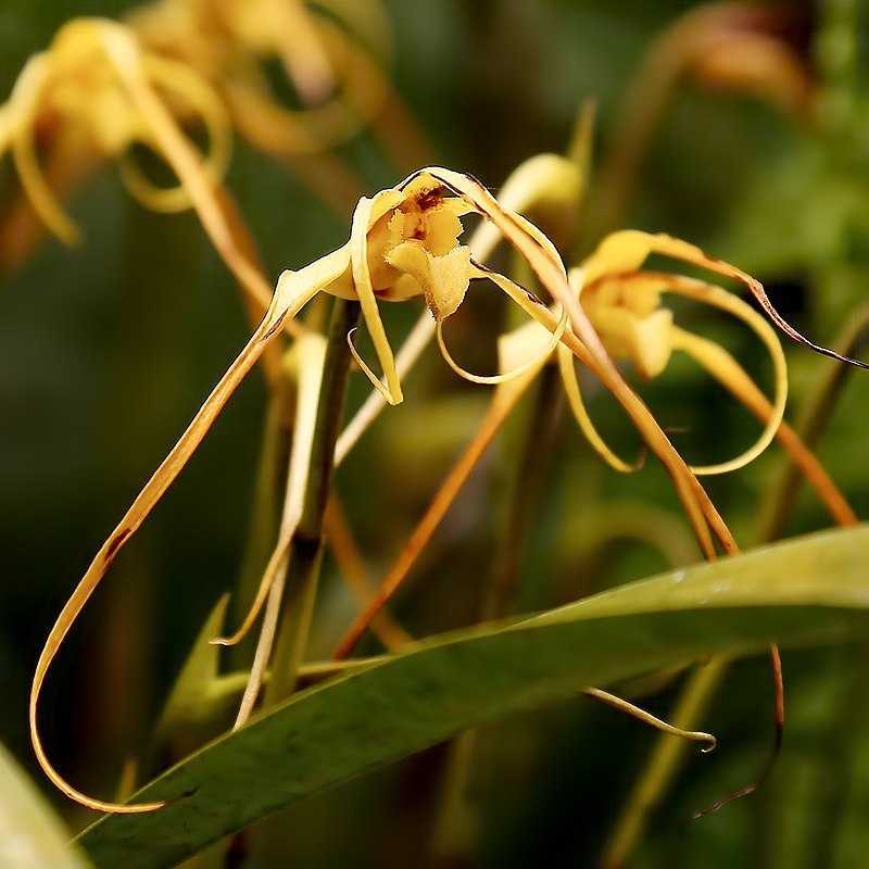 Орхидея макодес петола: уход в домашних условиях, пересадка