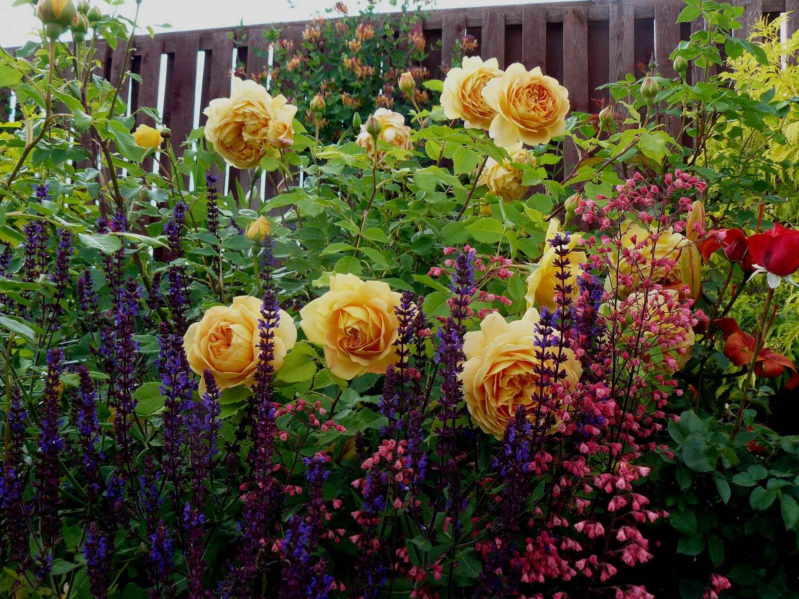 Как правильно ухаживать за розами в саду: правила посадки, обрезки и полива