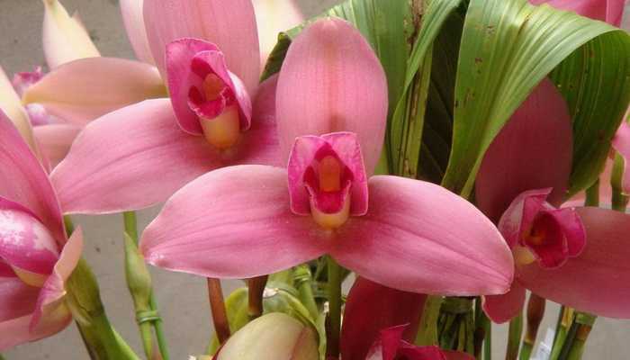 Орхидея ликаста: уход, пересадка, болезни и вредители. советы для начинающих цветоводов.