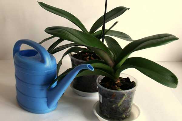 Полив орхидей в домашних условиях: способы полива орхидей