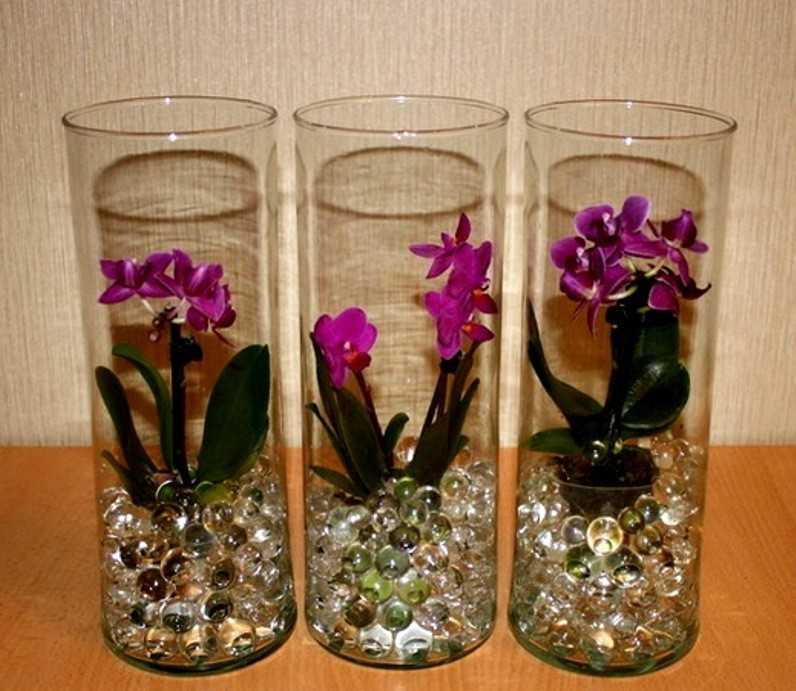 Орхидея в капсуле как ухаживать. Фаленопсис аквагрунт. Орхидея фаленопсис в гидрогеле. Грунт для орхидей фаленопсис.