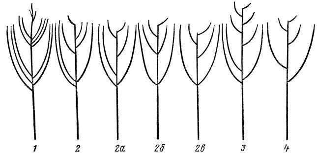 Правила обрезки и формирования кустарников - проект "цветочки" - для цветоводов начинающих и профессионалов