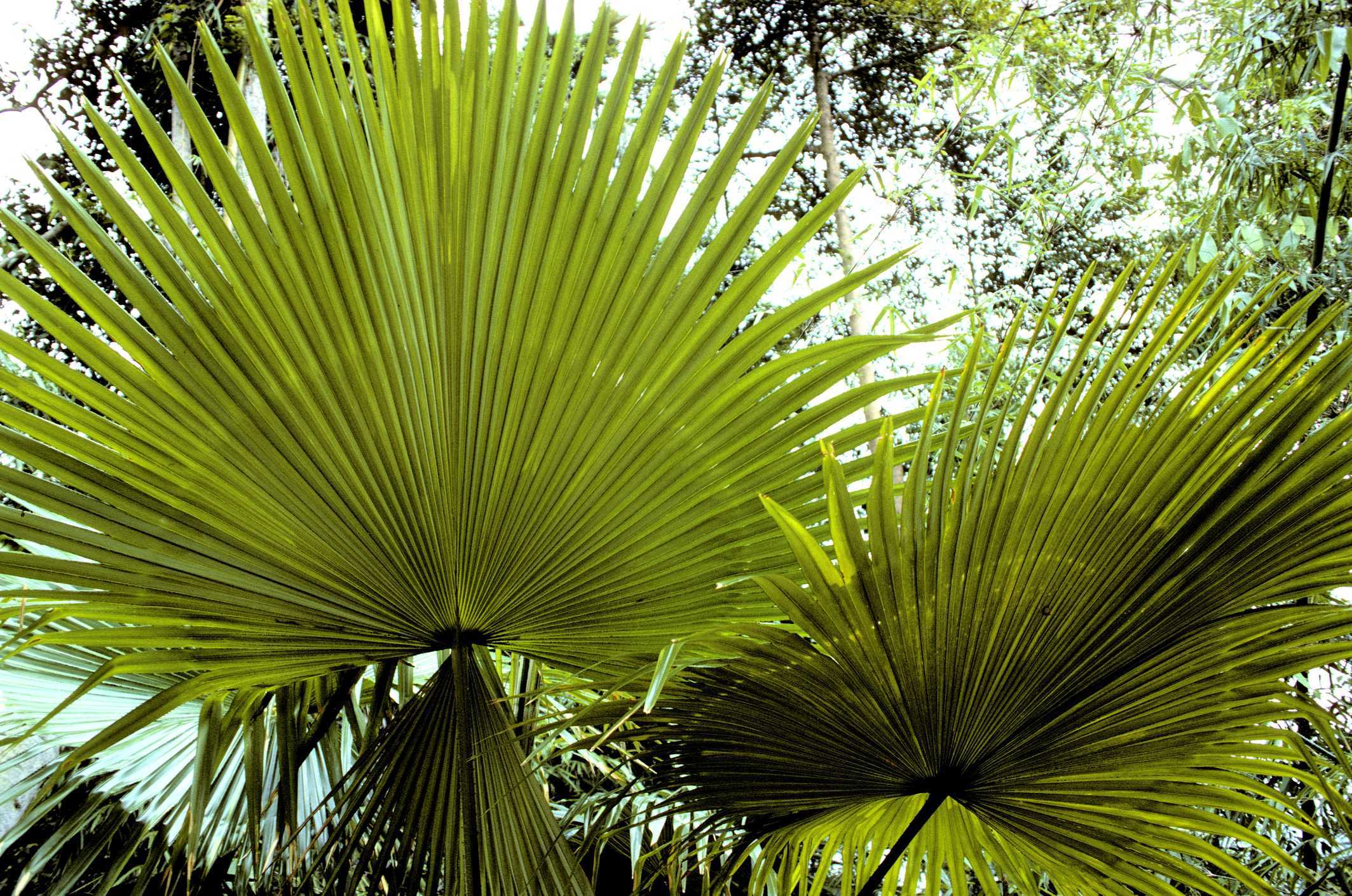 Многолетнее растение ливистона (Livistona) является частью семейства Пальмовые Эти растения в природе встречаются на территории Океании, Юго-Восточной Азии, Австралии и Африки
