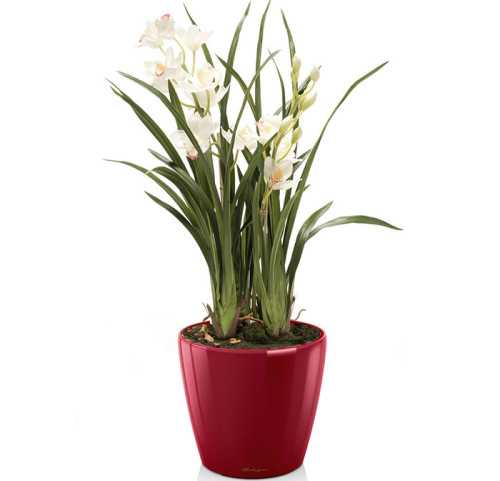 Орхидея "цимбидиум": уход в домашних условиях, пересадка, выбор грунта + фото
