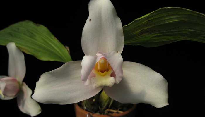 Сорта орхидей: ликаста, лелия, липарис, променея - уход в домашних условиях