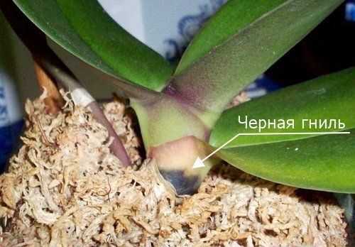Вредители орхидей (19 фото): что делать, если на орхидее фаленопсисе появились худые маленькие белые жучки, щитовка или пауки?