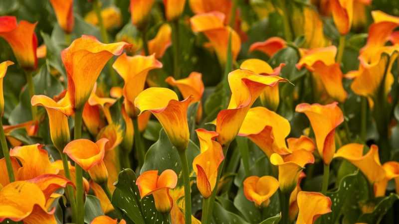 Каллы садовые: фото с описанием, особенности ухода, секреты выращивания и рекомендации цветоводов
