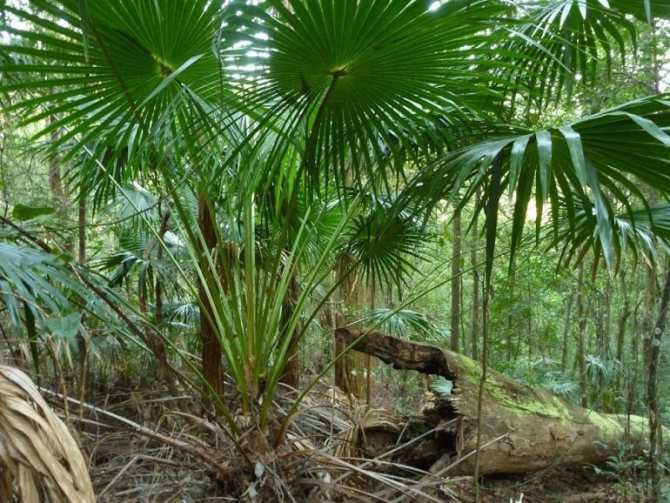 Ливистона – пальма для застенчивых цветоводов