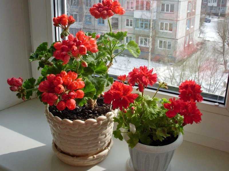 Цветы в доме: какие должны быть, приметы и суеверия, растения для домашнего благополучия