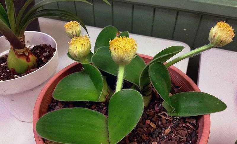 Гемантус – размножение, почему не цветет и медленно растет, интересные факты о растении