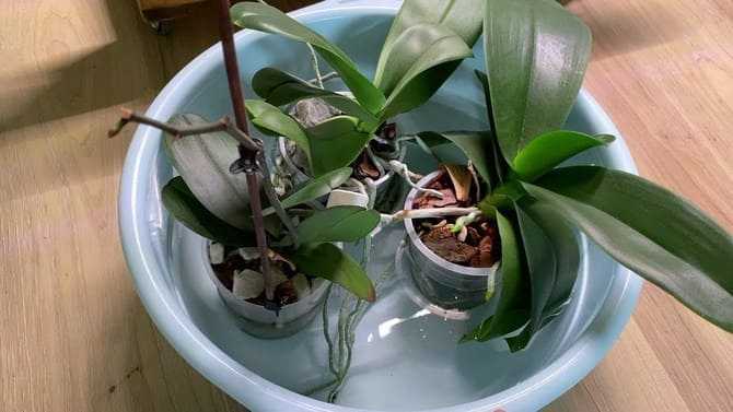 Удобрения для орхидеи фаленопсис: когда и чем подкармливать растение в домашних условиях, как правильно это делать, нужны ли подкормки во время цветения? русский фермер