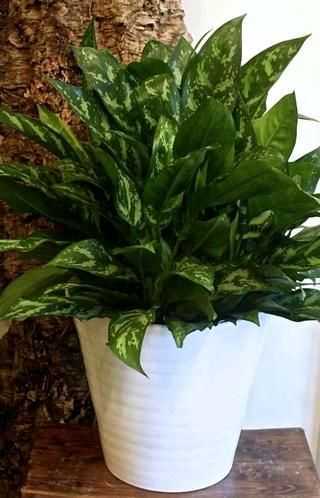 Фикус пестролистный: уход вариегатных цветов в домашних условиях, особенности видов бенджамин, пятнистого, каучуконосного, размножение пестрых растений.